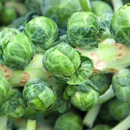 Sprouts (loose)