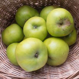 bramley apples