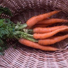 bunched carrots
