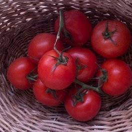 large tomatoes