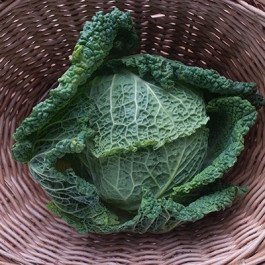 savoy cabbage